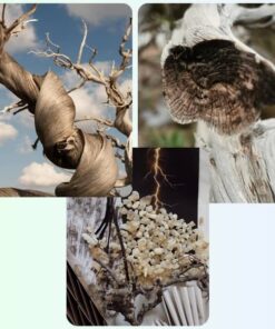 Amouage Existence